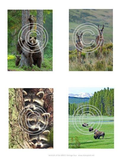 Animals of the Wild 1, Vintage Hue Acetate