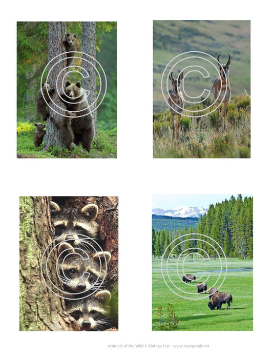 Animals of the Wild 1, Vintage Hue Acetate